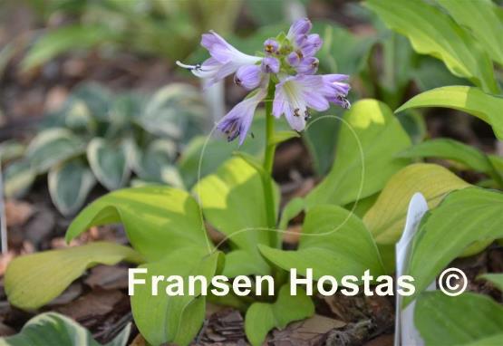 Hosta Sun Mouse